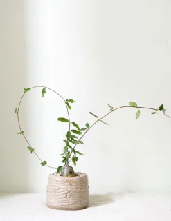 Ørkenplanter Og Knoldplanter^PLANT Fockea Edulis
