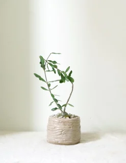 Ørkenplanter Og Knoldplanter^PLANT Fockea Edulis