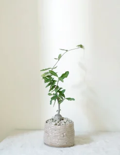 Ørkenplanter Og Knoldplanter^PLANT Fockea Edulis