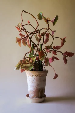 Plantestøtter^PLANT FOLK Hinto estøtte, grøn