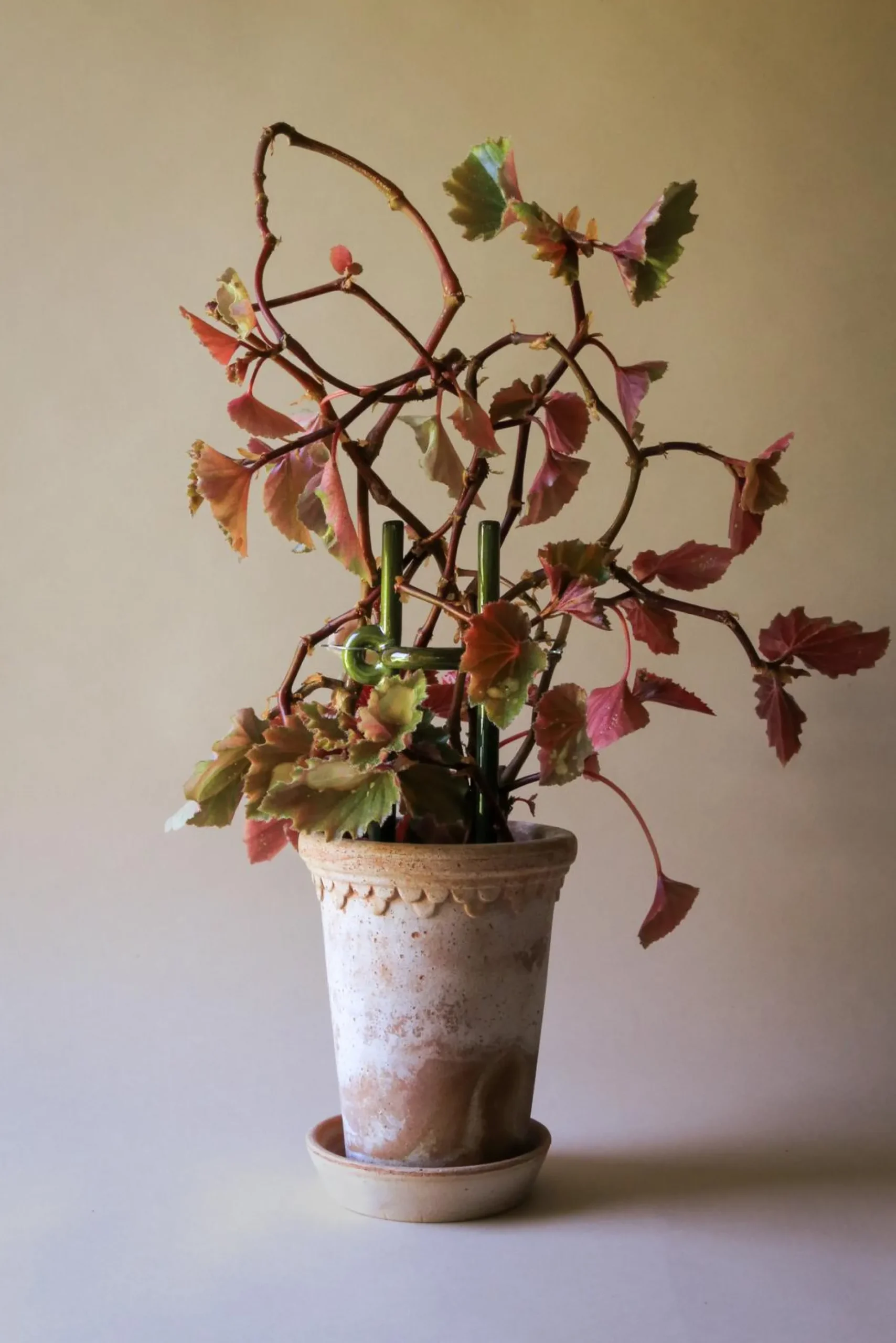 Plantestøtter^PLANT FOLK Hinto estøtte, grøn