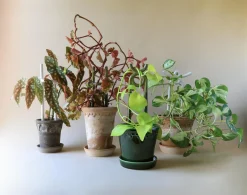 Plantestøtter^PLANT FOLK Hinto estøtte, grøn