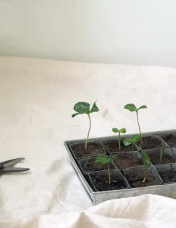 Frø, Spiring Og Altanliv^PLANT Forspiringsbakke - W.E.T Seed Pot30