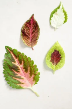Frø, Spiring Og Altanliv^PLANT Frø - Paletblad, Wizard mix