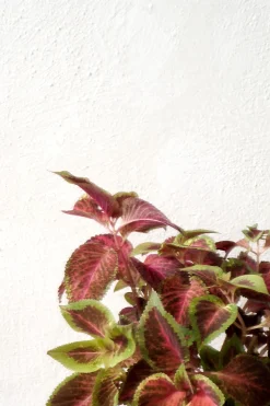 Frø, Spiring Og Altanliv^PLANT Frø - Paletblad, Wizard Scarlet