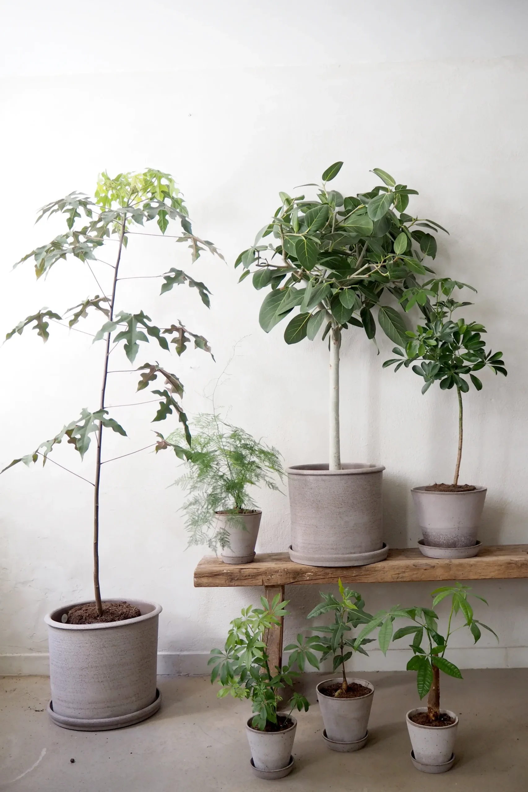 Tropiske Planter|Danskavlede Planter^PLANT Gartnerens epakke - Raw Grey