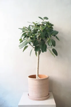 Tropiske Planter|Danskavlede Planter^PLANT Gartnerens epakke - Raw Grey