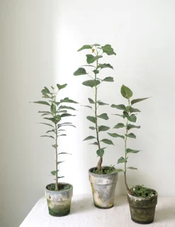 Tropiske Planter|Danskavlede Planter^PLANT Gartnerens epakke - Raw Grey