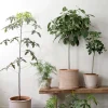 Tropiske Planter|Danskavlede Planter^PLANT Gartnerens epakke - Raw rosa