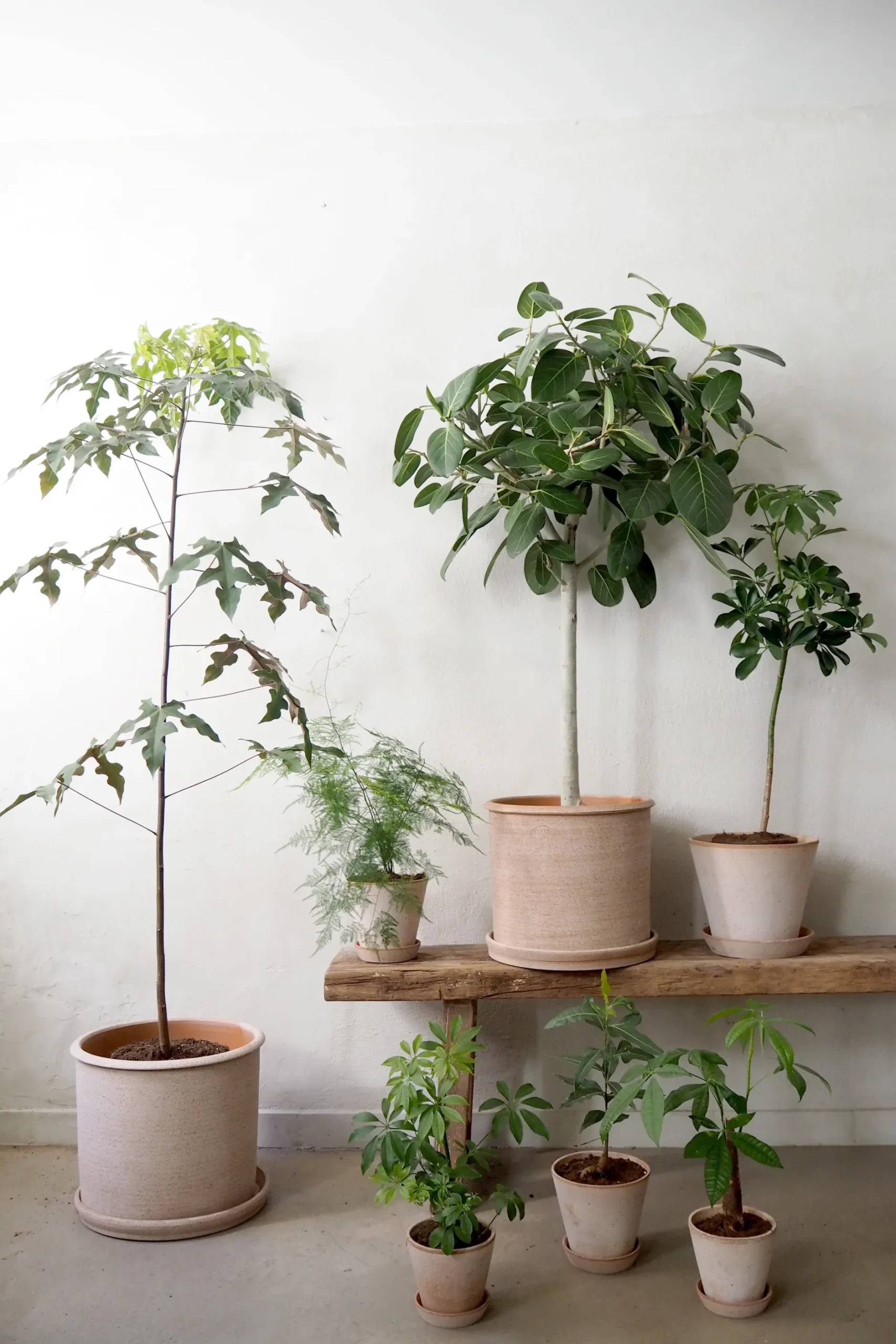 Tropiske Planter|Danskavlede Planter^PLANT Gartnerens epakke - Raw rosa
