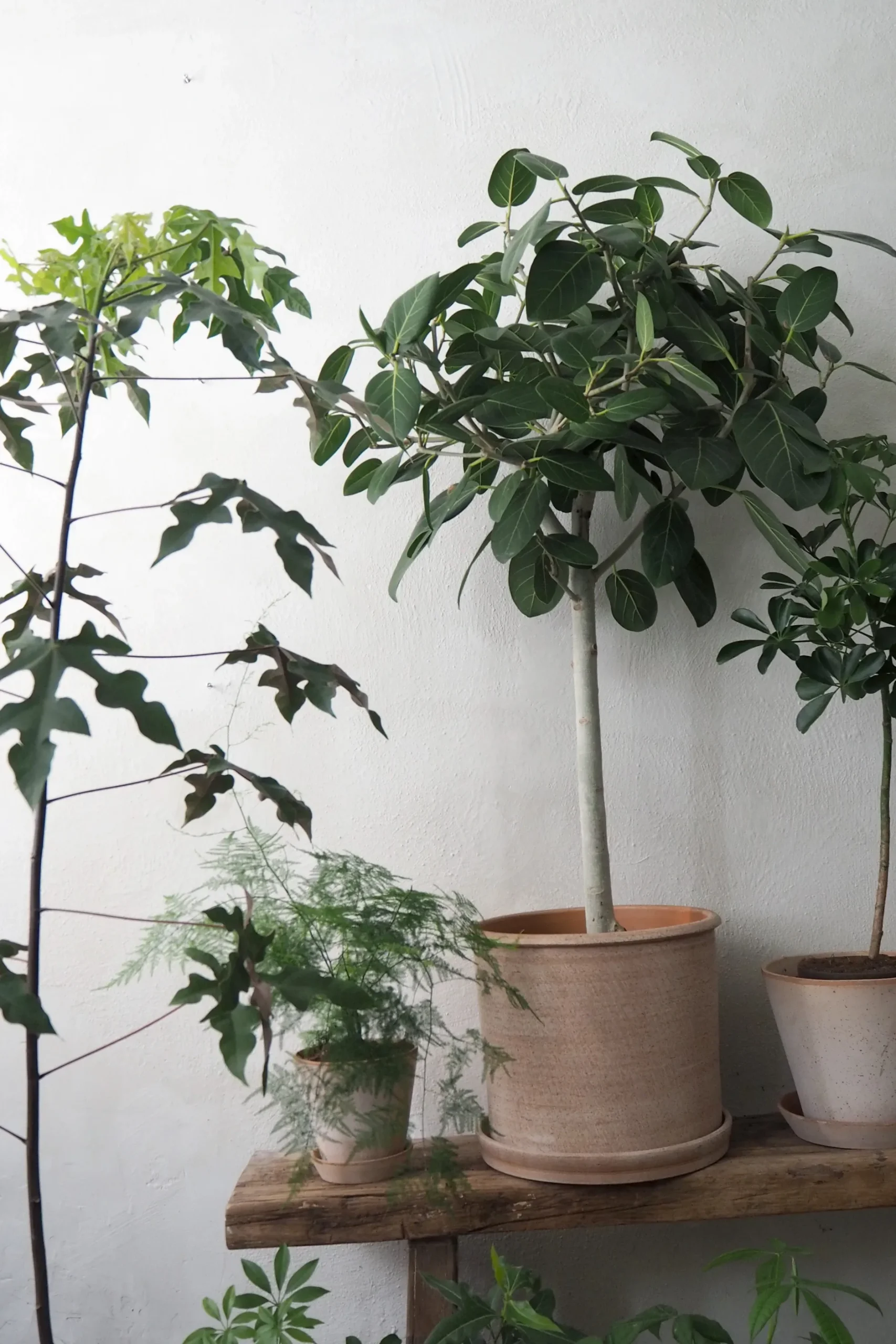 Tropiske Planter|Danskavlede Planter^PLANT Gartnerens epakke - Raw rosa