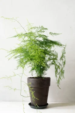 Tropiske Planter|Danskavlede Planter^PLANT Gartnerens epakke - Raw rosa