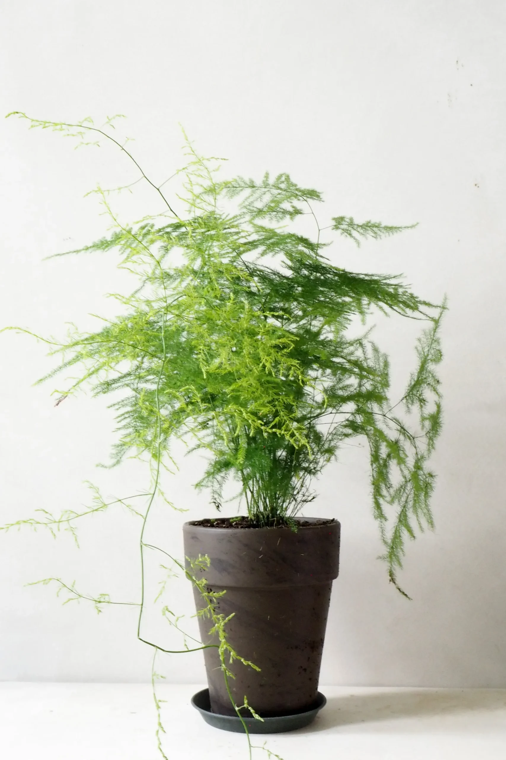 Tropiske Planter|Danskavlede Planter^PLANT Gartnerens epakke - Raw rosa