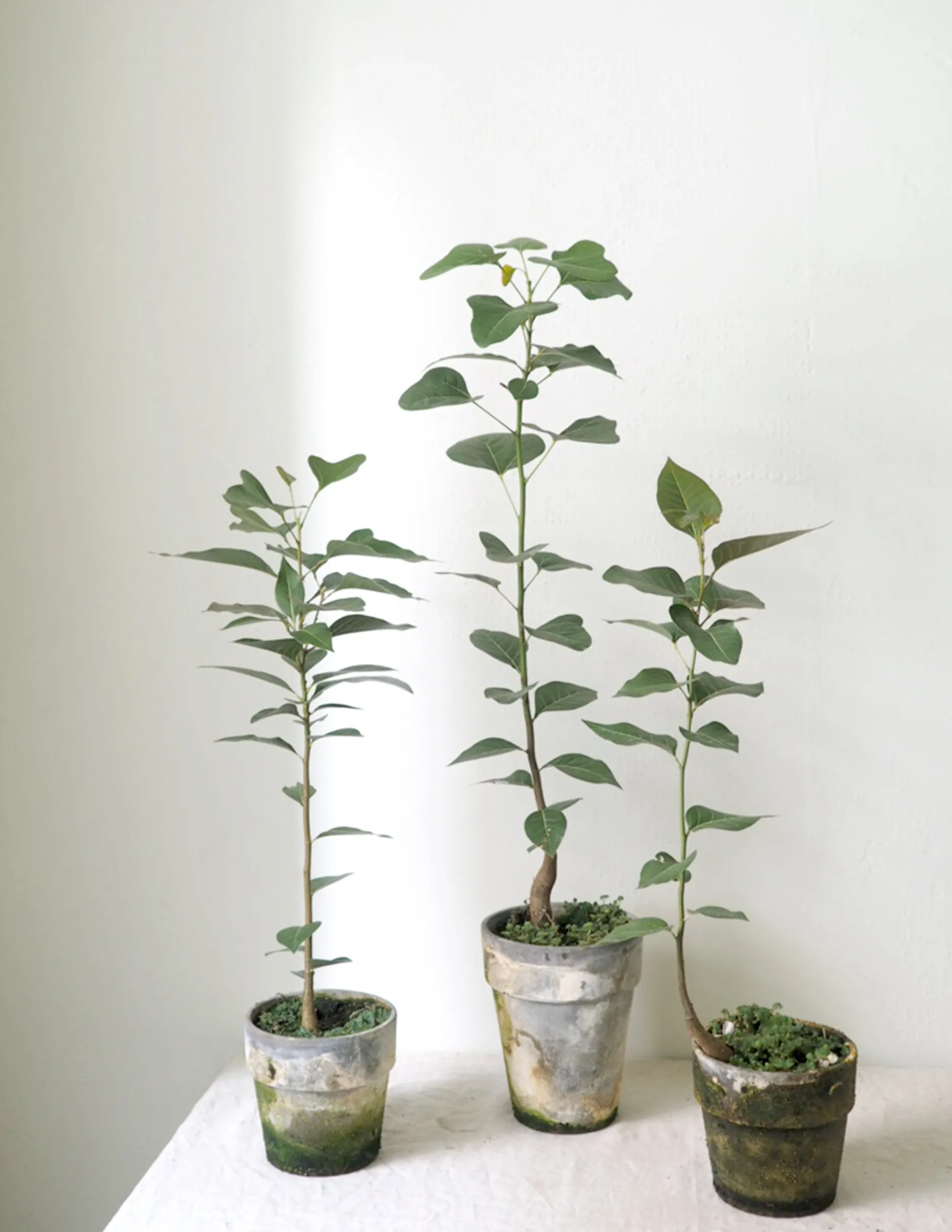 Tropiske Planter|Danskavlede Planter^PLANT Gartnerens epakke - Raw rosa