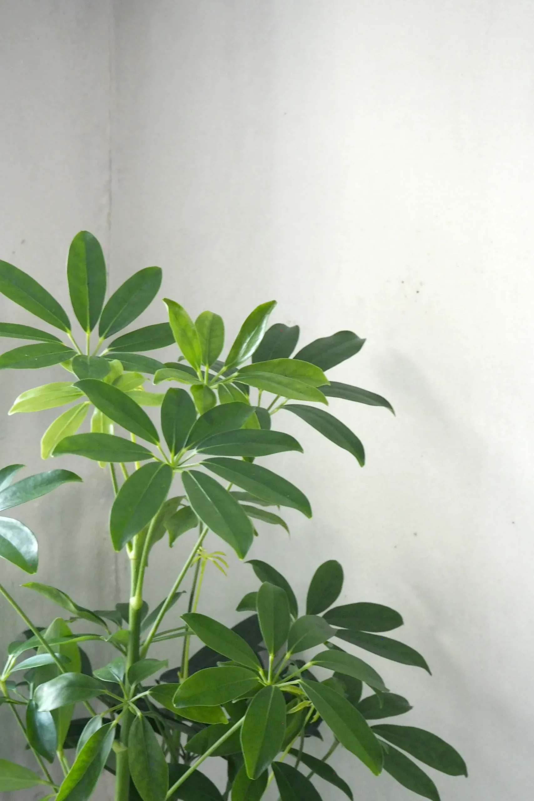 Tropiske Planter|Danskavlede Planter^PLANT Gartnerens epakke - Raw rosa