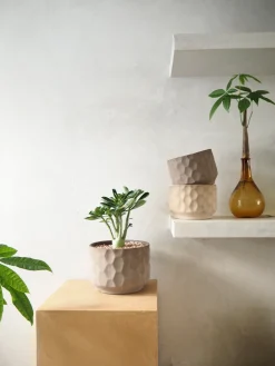 Frø, Spiring Og Altanliv|Glaserede Krukker^PLANT Gro krukke