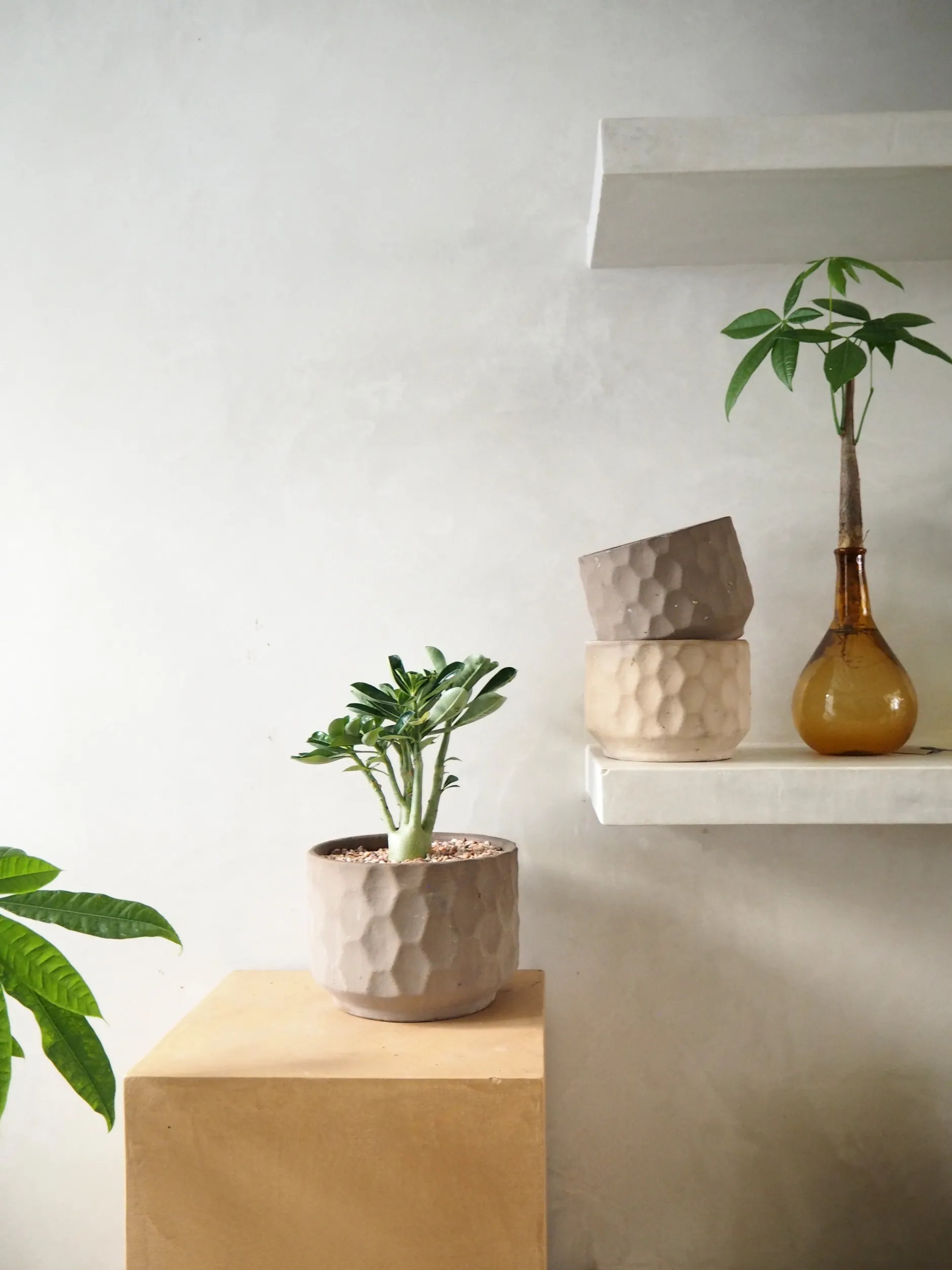 Frø, Spiring Og Altanliv|Glaserede Krukker^PLANT Gro krukke