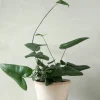 Tropiske Planter^PLANT Hjertebregne