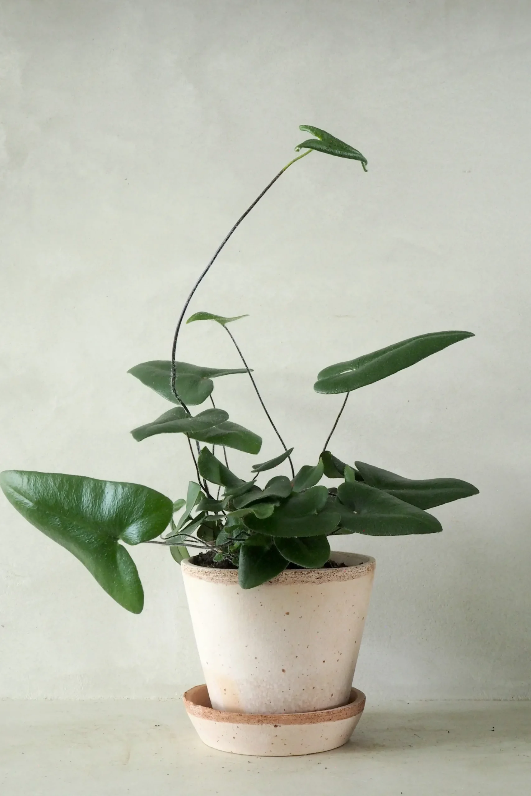 Tropiske Planter^PLANT Hjertebregne