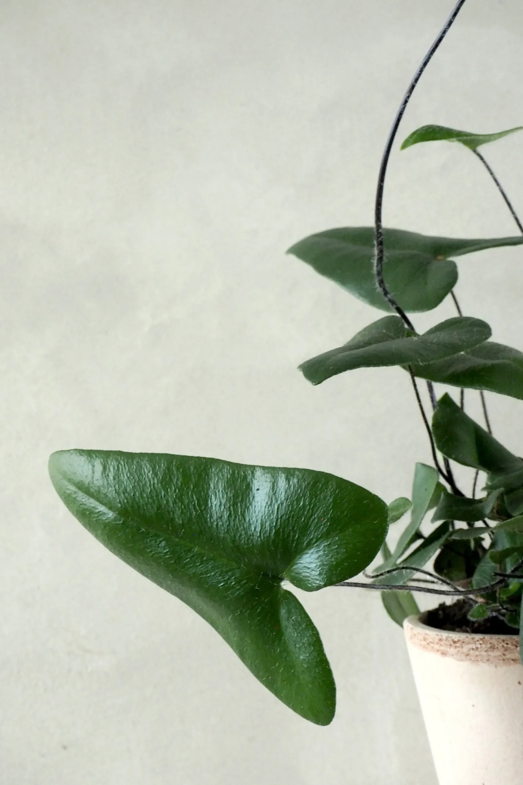 Tropiske Planter^PLANT Hjertebregne