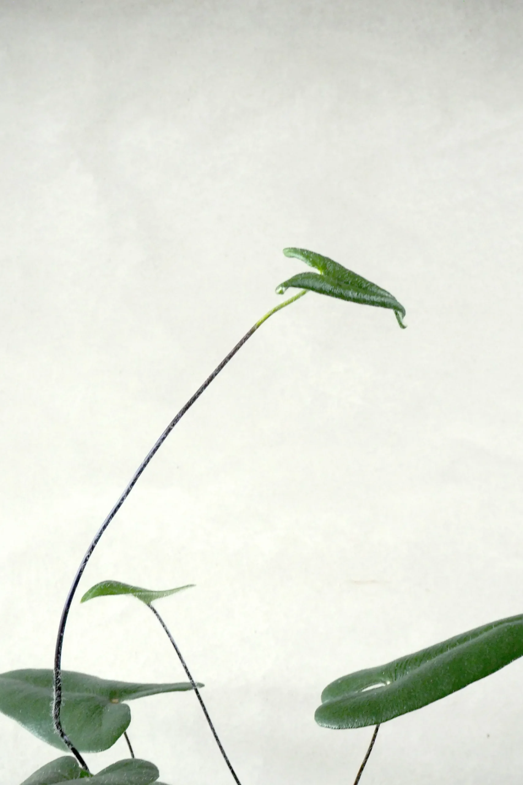 Tropiske Planter^PLANT Hjertebregne