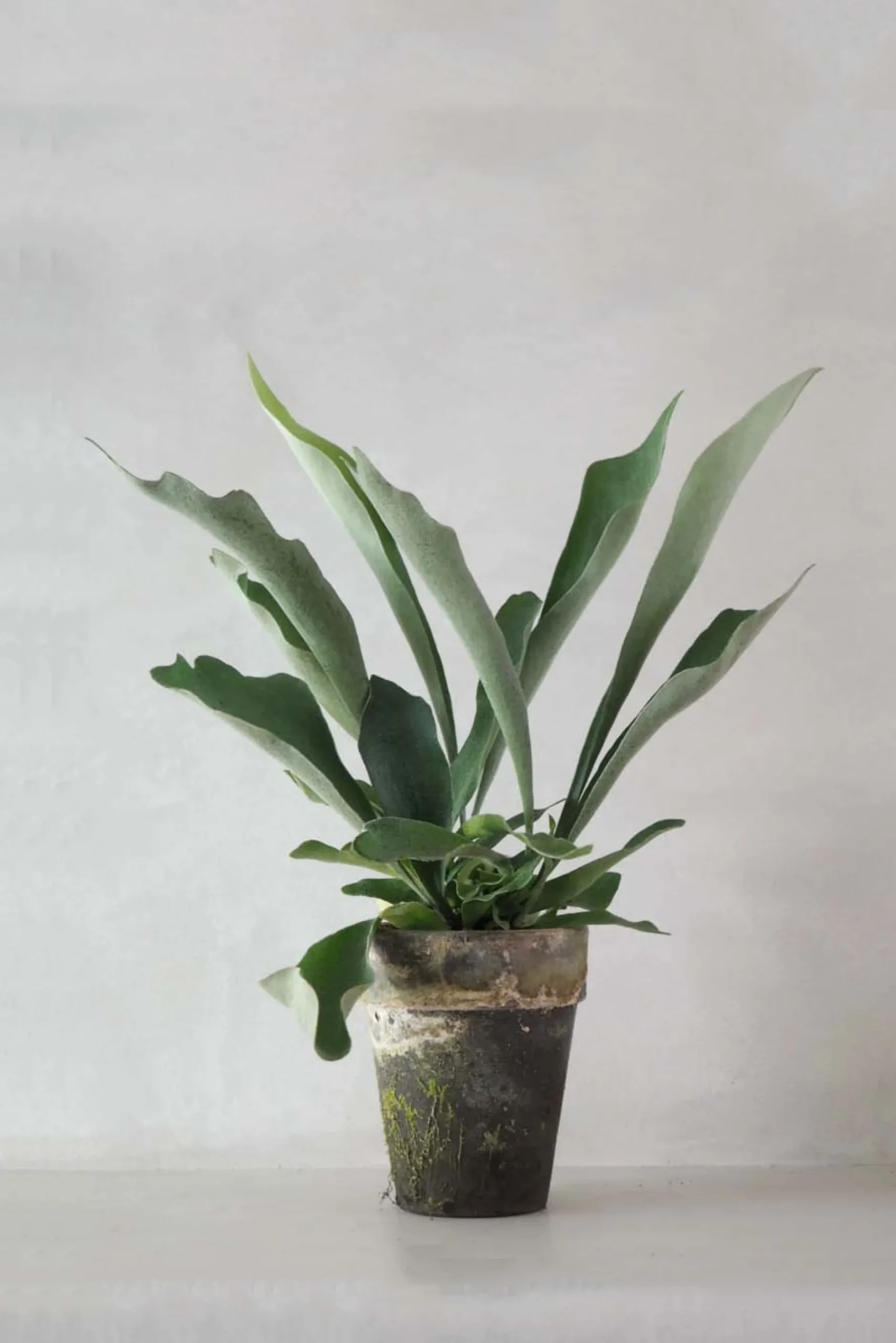 Danskavlede Planter^PLANT Hjortetakbregne
