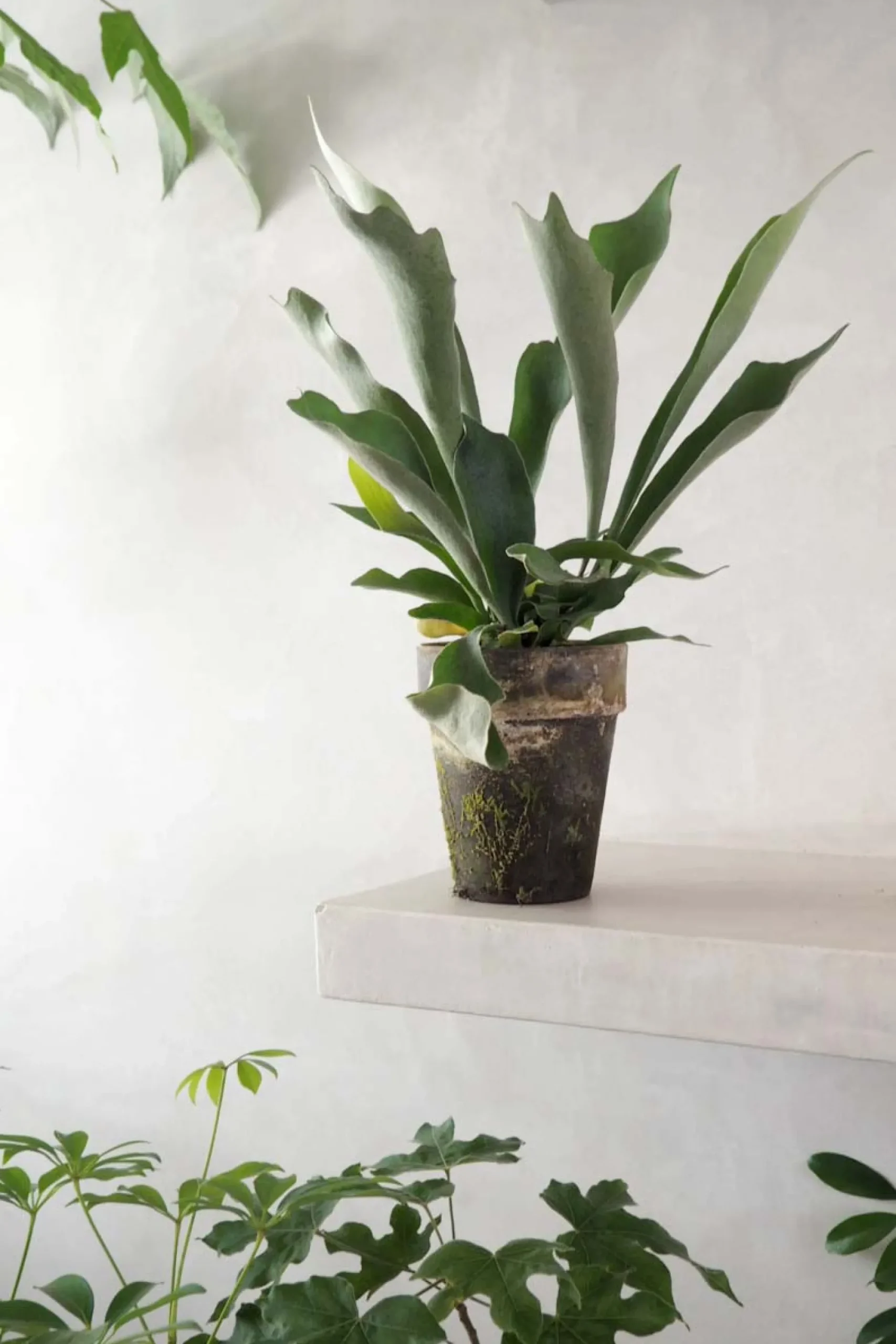 Danskavlede Planter^PLANT Hjortetakbregne