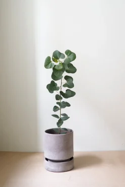 Terrakotta-Krukker|Hoff Krukke Serien^PLANT Hoff krukke, raw grey + raw grey underskål
