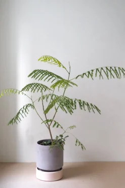 Terrakotta-Krukker|Stor^PLANT Hoff krukke, raw grey + rosa underskål, gulvkrukke