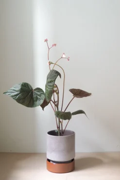 Terrakotta-Krukker|Hoff Krukke Serien^PLANT Hoff krukke, raw grey + rust underskål
