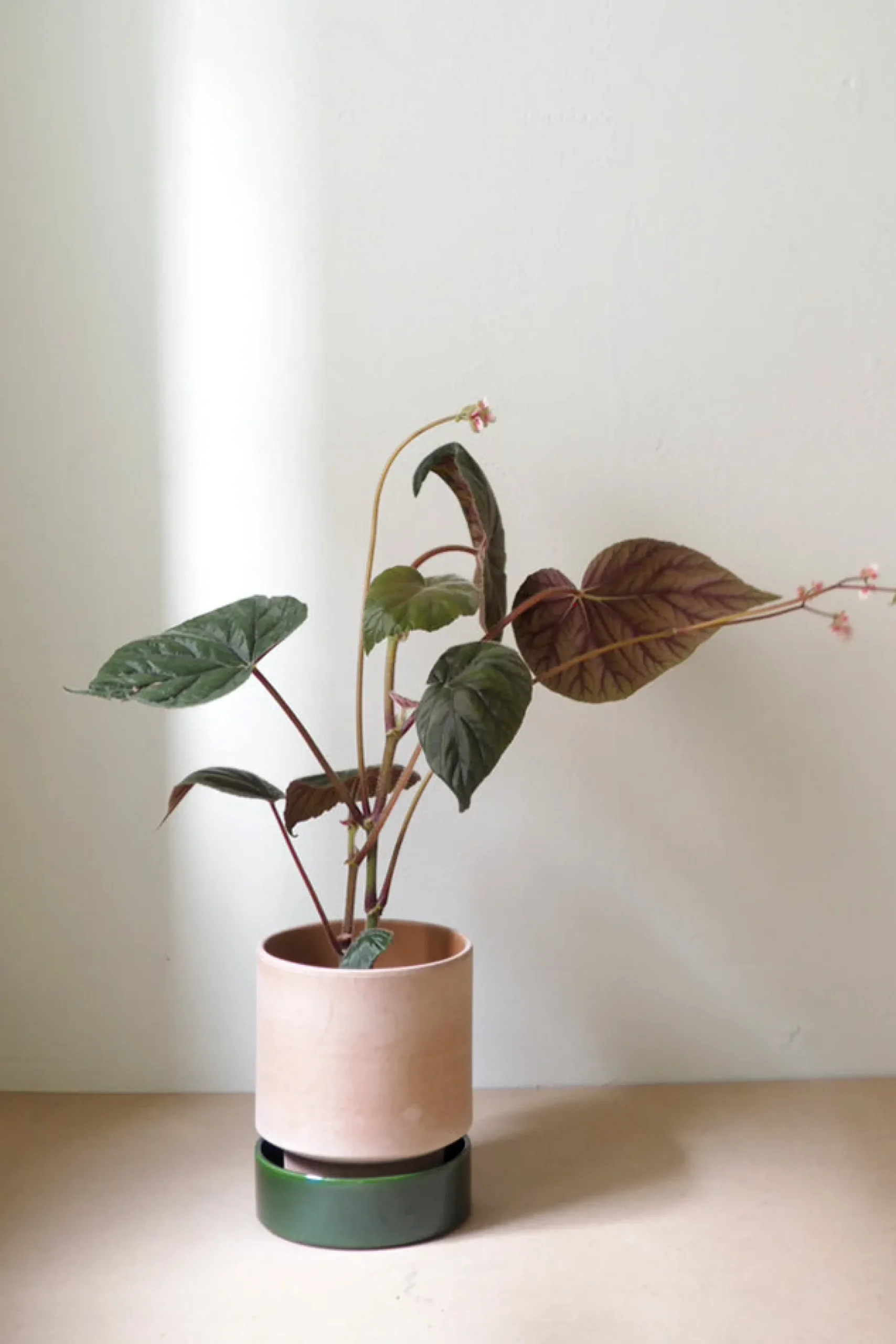 Terrakotta-Krukker|Hoff Krukke Serien^PLANT Hoff krukke, raw rosa