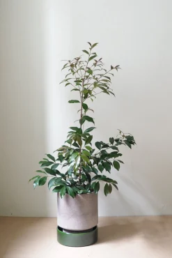 Terrakotta-Krukker|Stor^PLANT Hoff krukke, raw rosa + grøn underskål, gulvkrukke