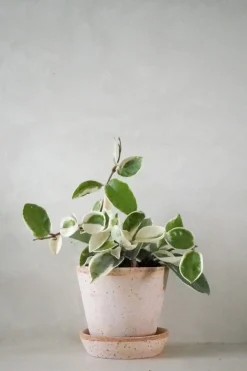 Hængeplanter|Tropiske Planter^PLANT Hoya carnosa - Krimson Queen