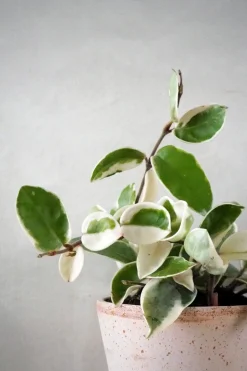 Hængeplanter|Tropiske Planter^PLANT Hoya carnosa - Krimson Queen