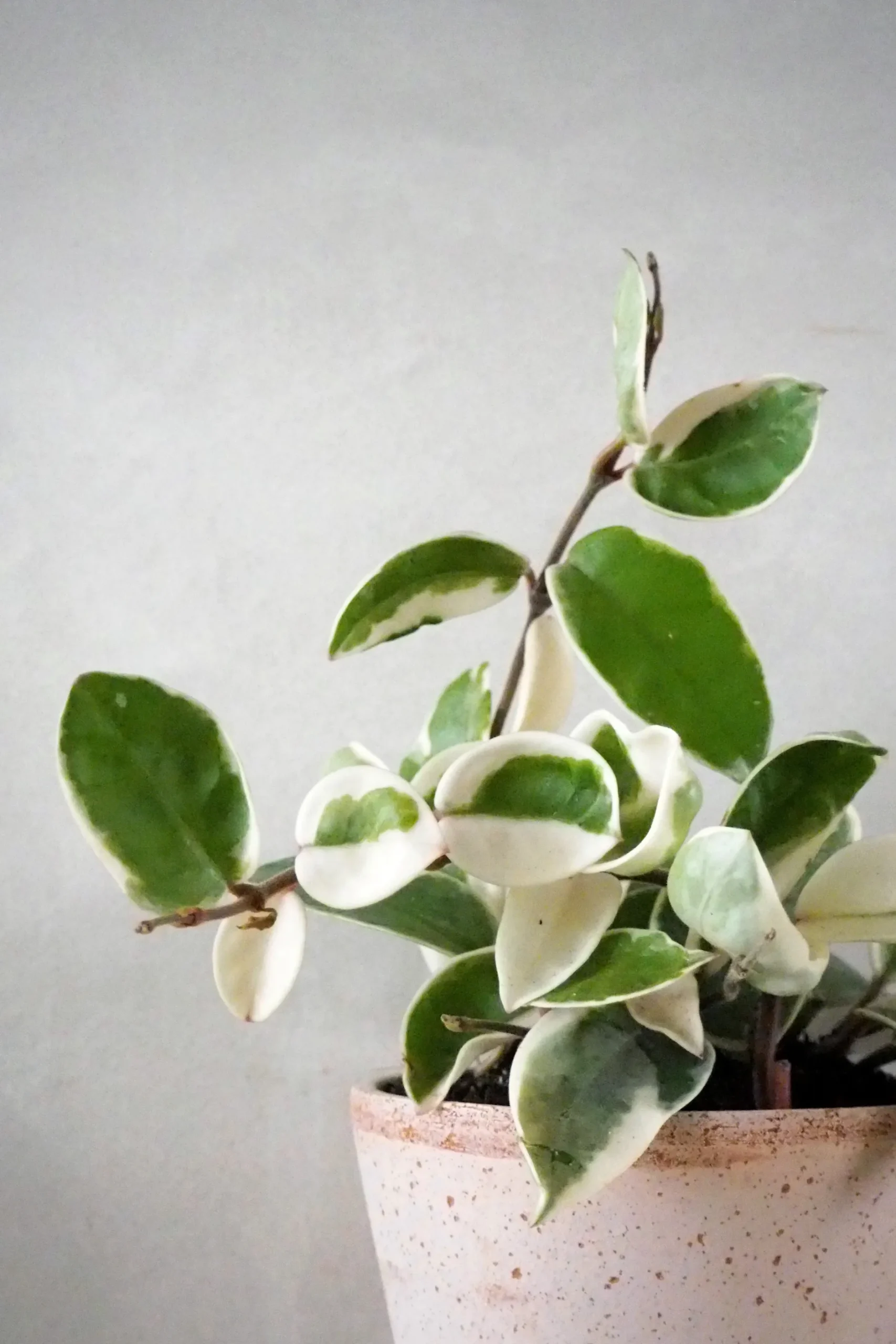 Hængeplanter|Tropiske Planter^PLANT Hoya carnosa - Krimson Queen