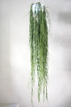 Hængeplanter|Tropiske Planter^PLANT Hoya Linearis
