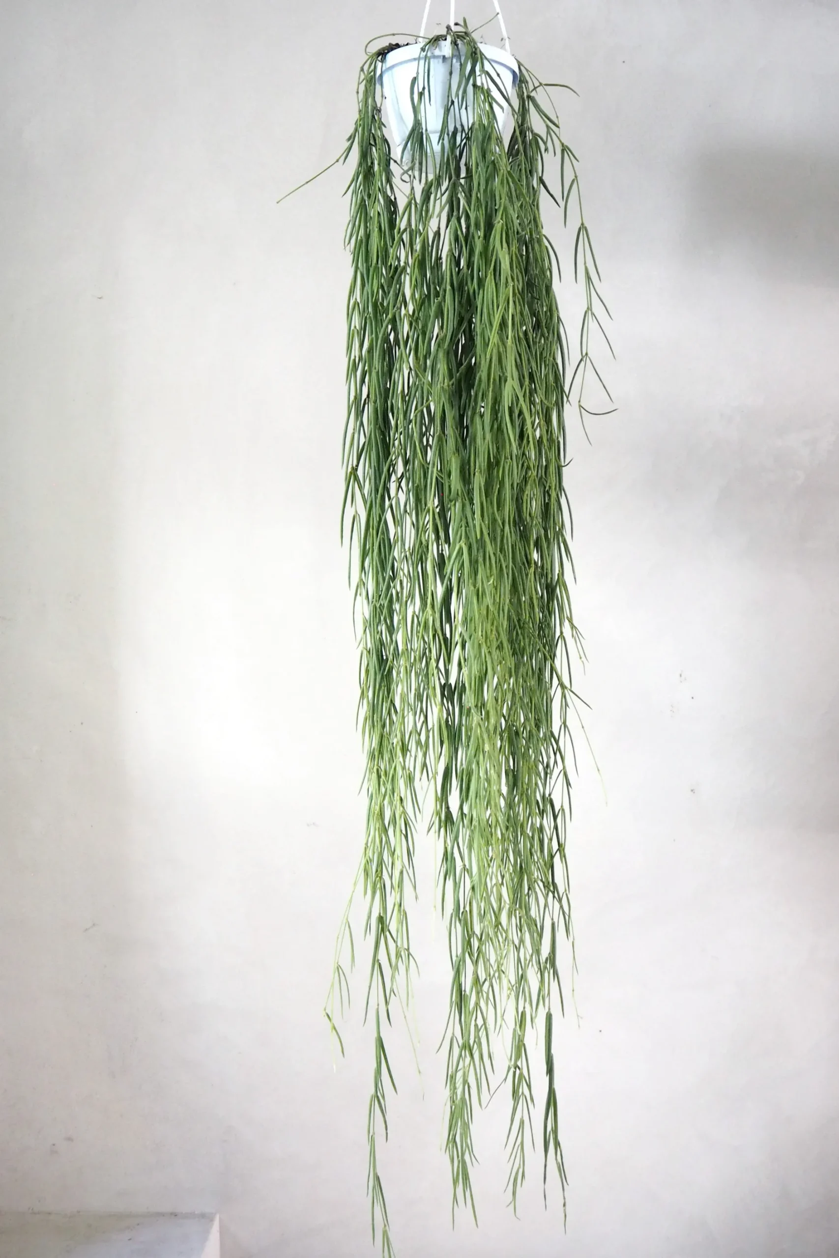 Hængeplanter|Tropiske Planter^PLANT Hoya Linearis