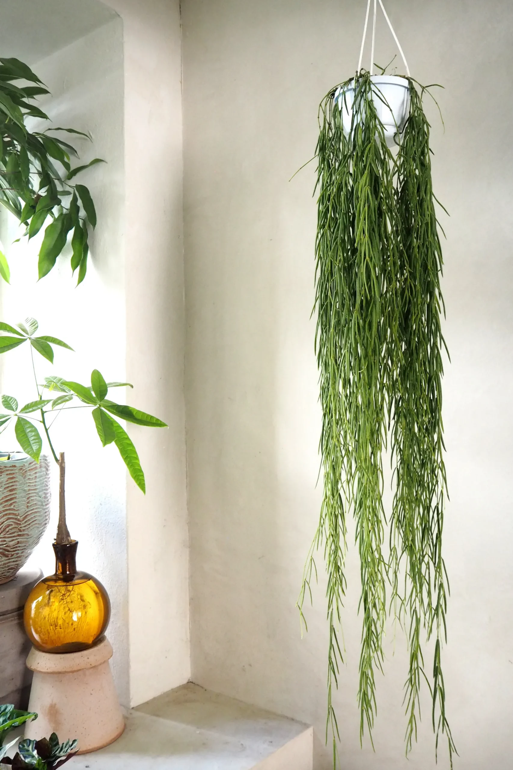 Hængeplanter|Tropiske Planter^PLANT Hoya Linearis