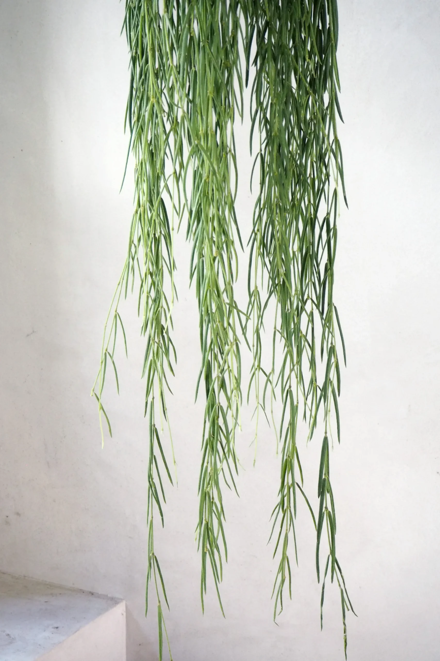 Hængeplanter|Tropiske Planter^PLANT Hoya Linearis