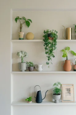 Tropiske Planter|Hængeplanter^PLANT Japanvin