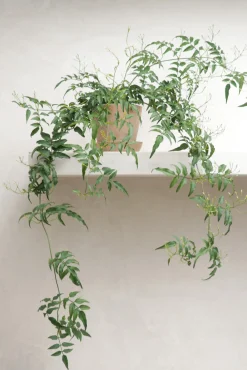 Hængeplanter|Tropiske Planter^PLANT Jasmin