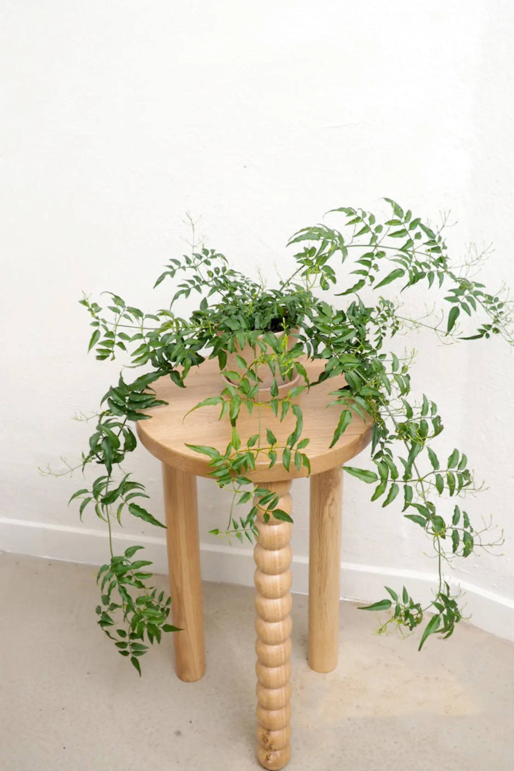 Hængeplanter|Tropiske Planter^PLANT Jasmin