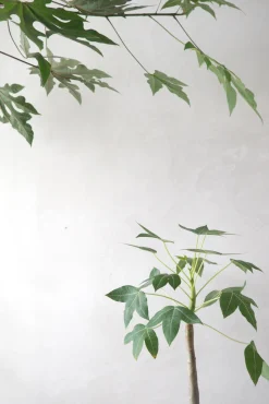 Tropiske Planter|Danskavlede Planter^PLANT Jatropha Mahafalensis