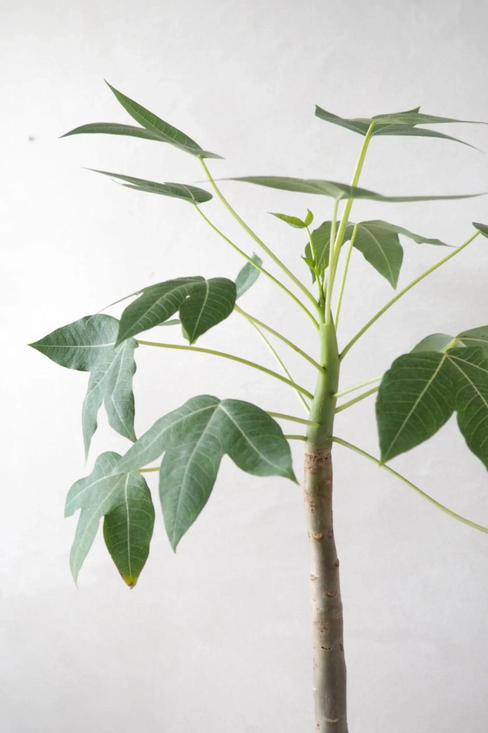 Tropiske Planter|Danskavlede Planter^PLANT Jatropha Mahafalensis