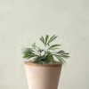 Tropiske Planter^PLANT Øjnvippe bregne
