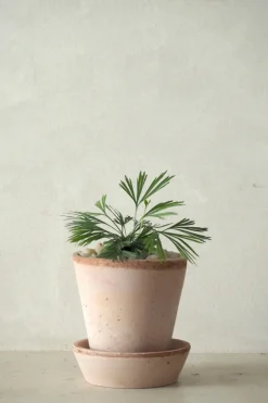 Tropiske Planter^PLANT Øjnvippe bregne