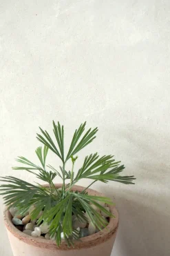 Tropiske Planter^PLANT Øjnvippe bregne