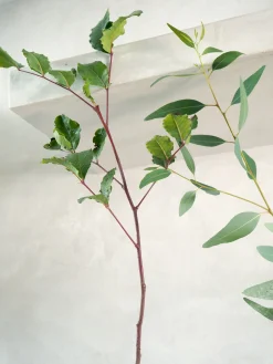 Danskavlede Planter^PLANT Johannesbrødtræ