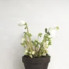 Danskavlede Planter^PLANT Julerose