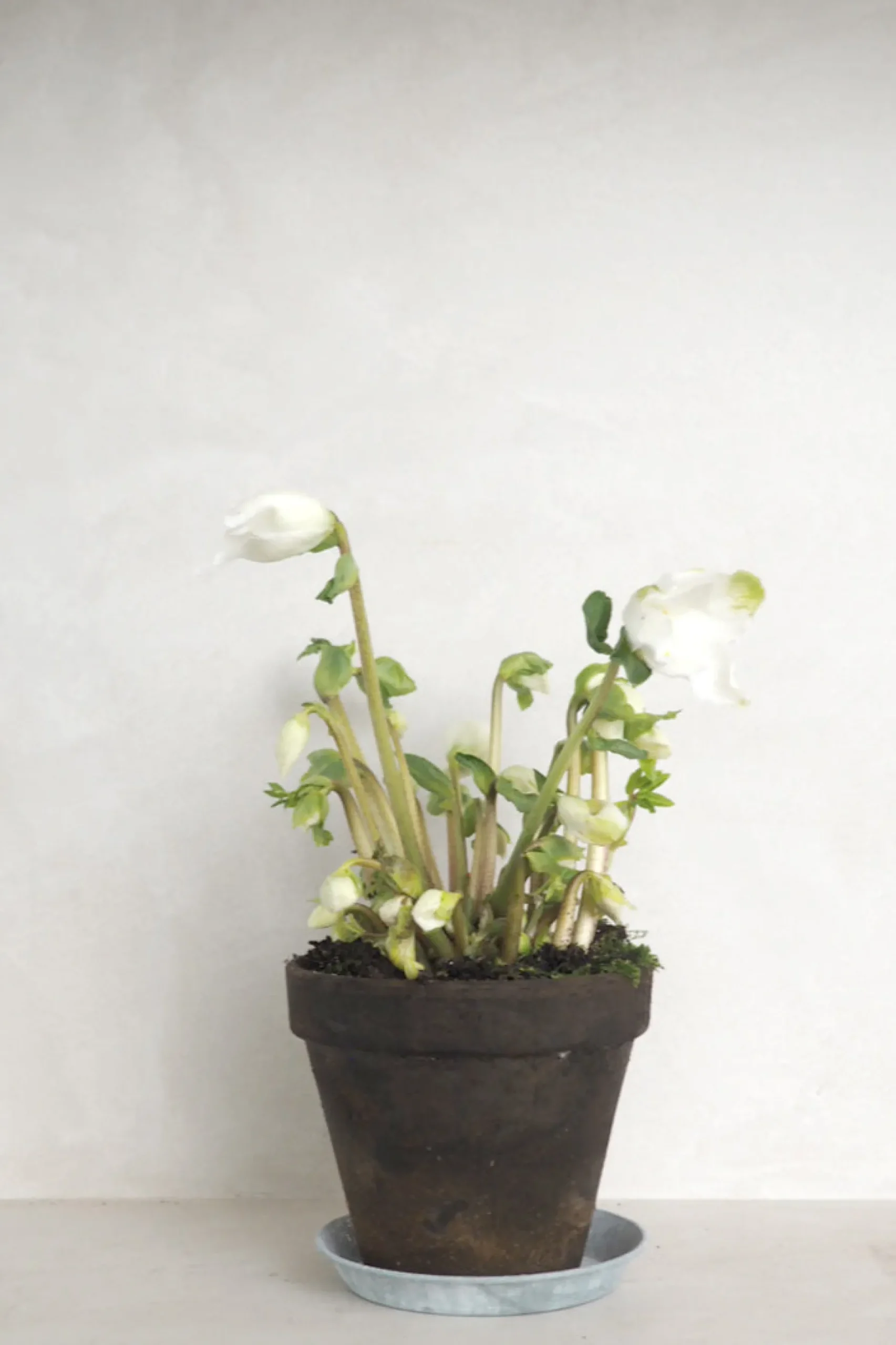 Danskavlede Planter^PLANT Julerose